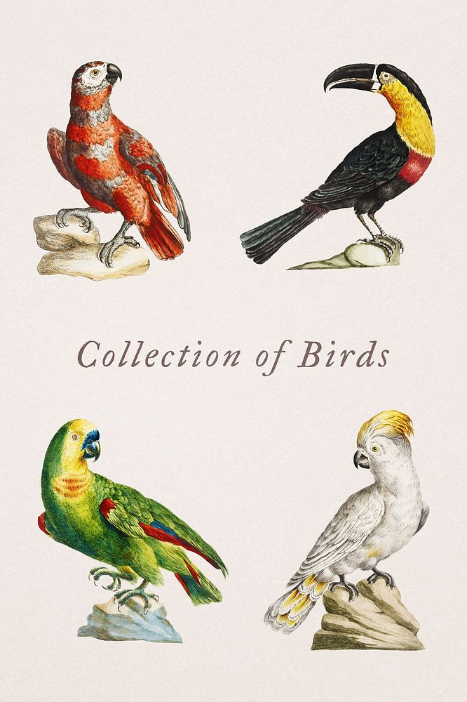Vintage exotic bird illustrations set template