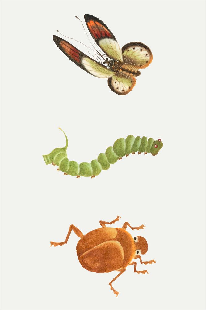 Butterfly, caterpillar and bug vintage drawing  vector
