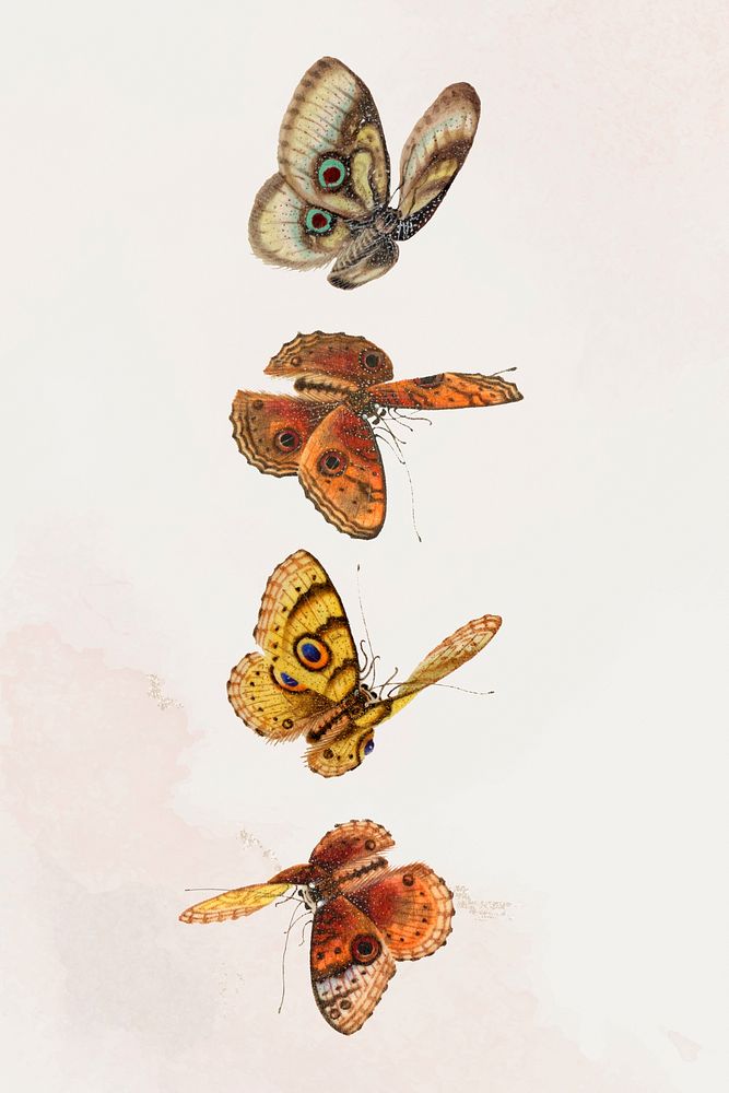 Psd butterflies and moths vintage drawing collection