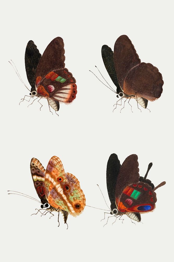 Butterfly insect vintage illustration vector set