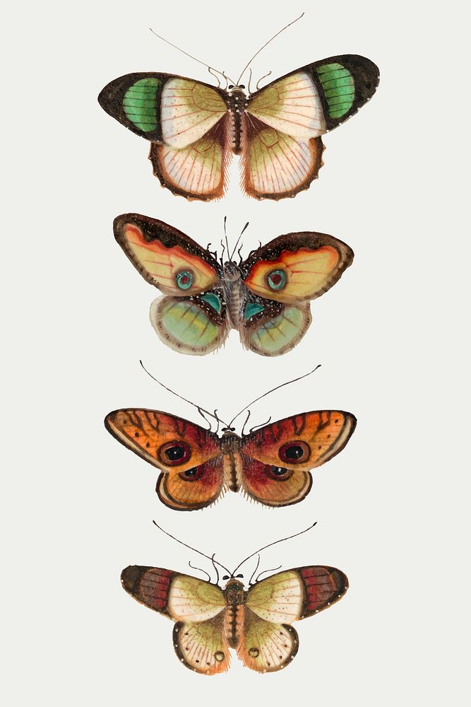 Green butterflies and moth vector vintage drawing collection