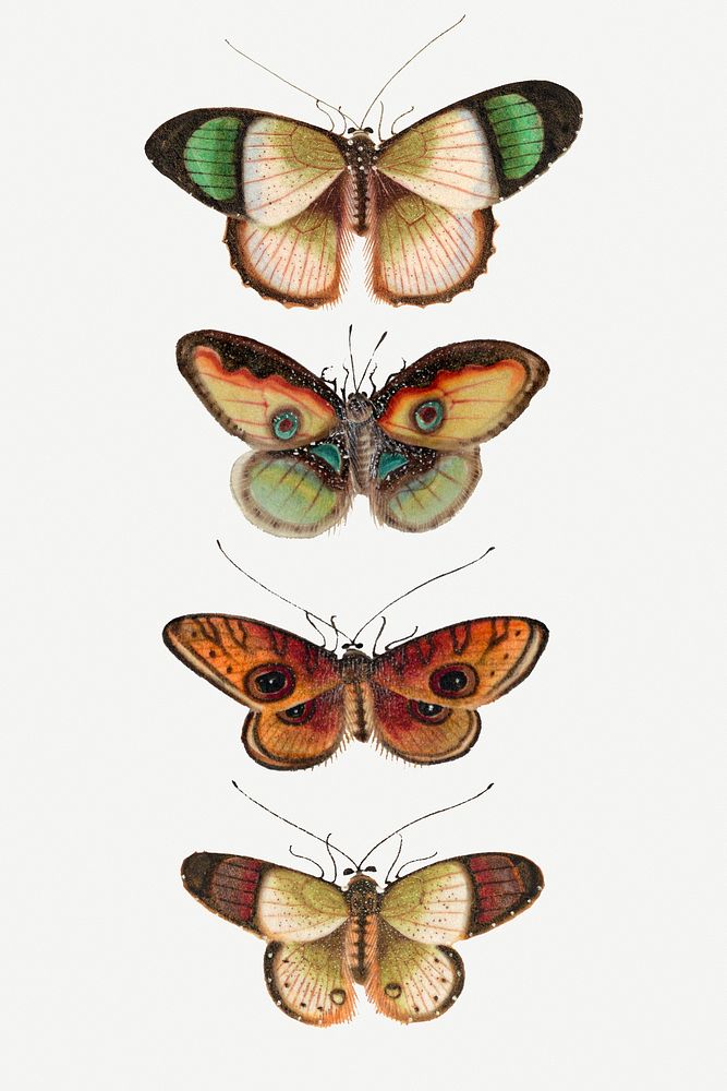 Green butterflies and moth psd vintage illustration set