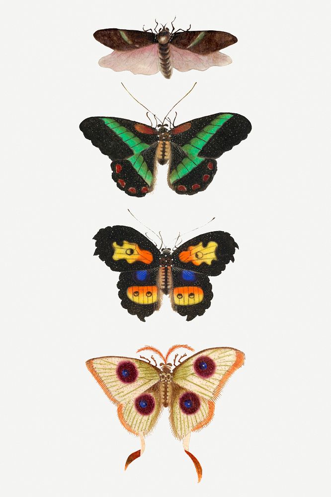 Butterflies, moth and insect vintage psd illustration set
