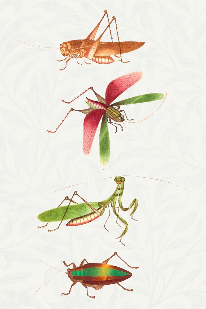 Grasshoppers, mantis and bug vintage illustration set