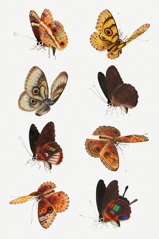 Psd moth and butterfly vintage drawing collection