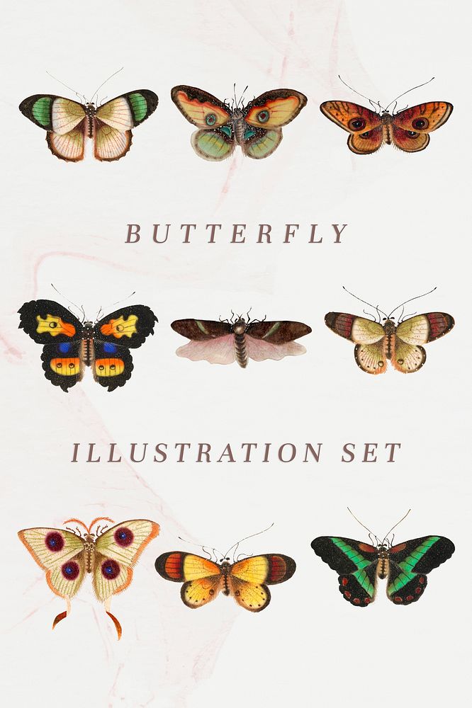 Butterflies and insects template vintage illustration set