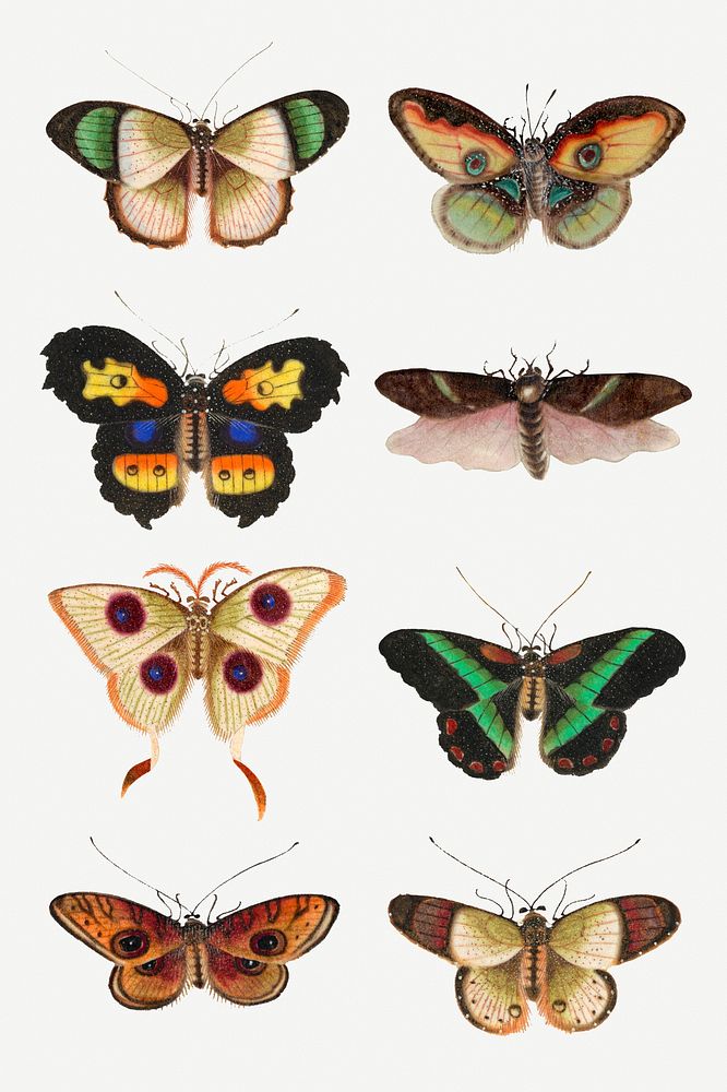 Colorful butterflies and moths psd vintage illustration set