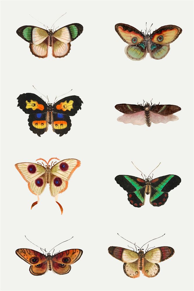 Colorful butterflies and moths vector vintage drawing collection