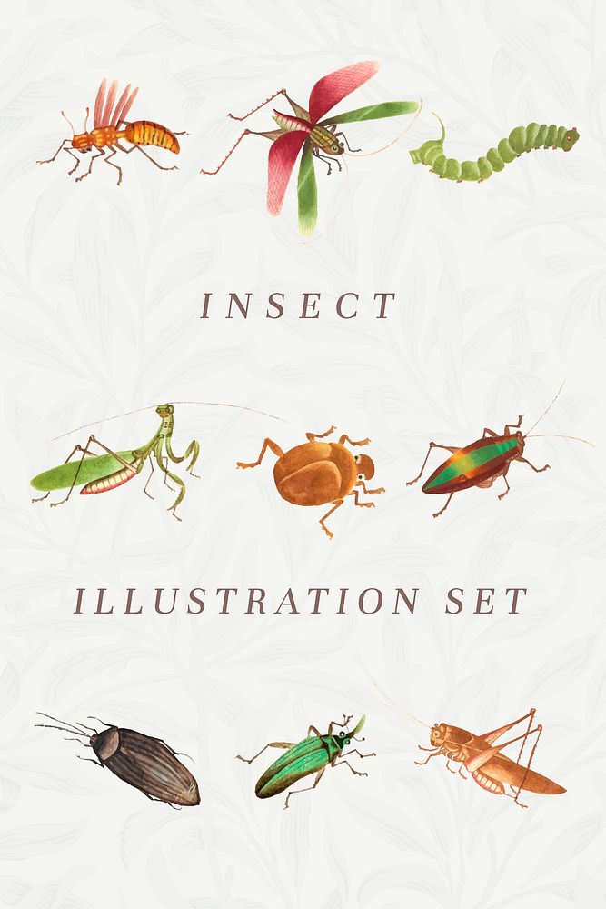 Insect vector vintage illustration set