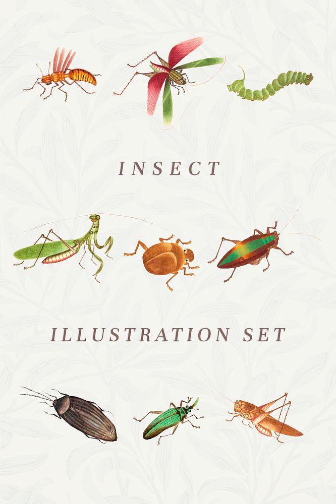 Various Insect vintage illustration set