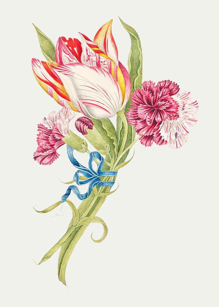 Vintage carnations and tulip vector illustration, remixed from the 18th-century artworks from the Smithsonian archive.