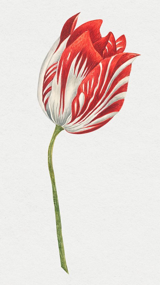 Red and white tulip, remixed from the 18th-century artworks from the Smithsonian archive.