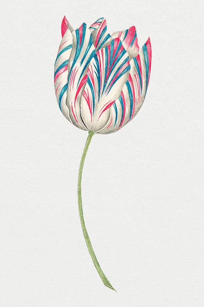 Vintage tulip psd illustration, remixed from the 18th-century artworks from the Smithsonian archive.