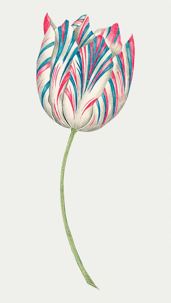 Vintage tulip vector illustration, remixed from the 18th-century artworks from the Smithsonian archive.