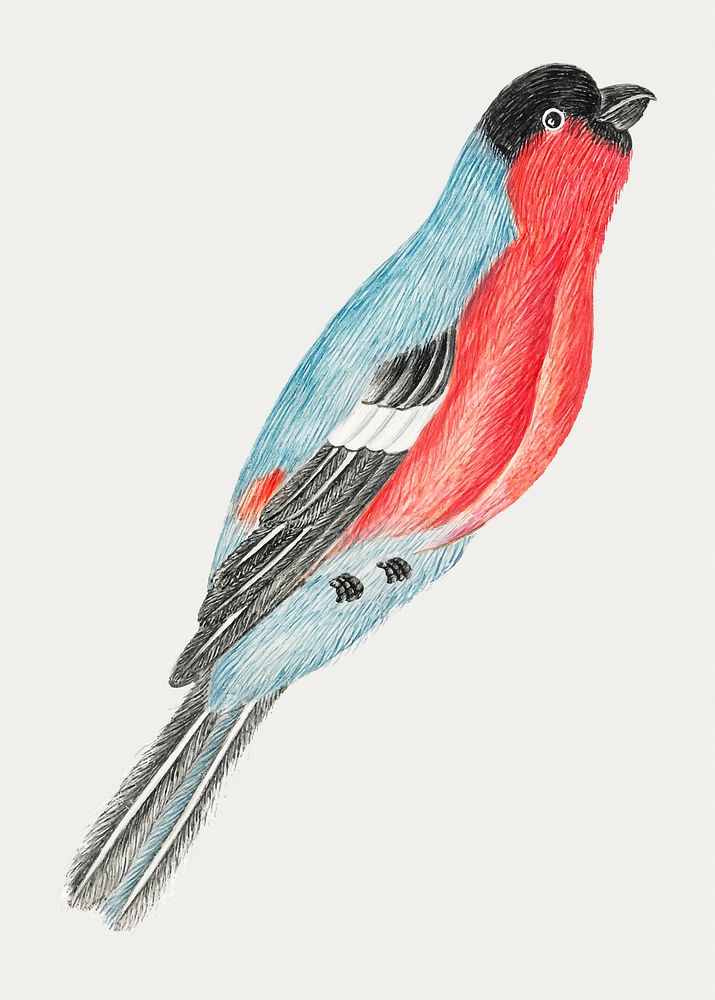 Red and blue bird vector, remixed from the 18th-century artworks from the Smithsonian archive.