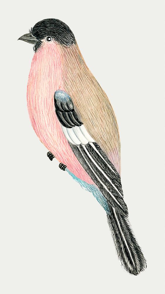 Pink and brown bird vector, remixed from the 18th-century artworks from the Smithsonian archive.