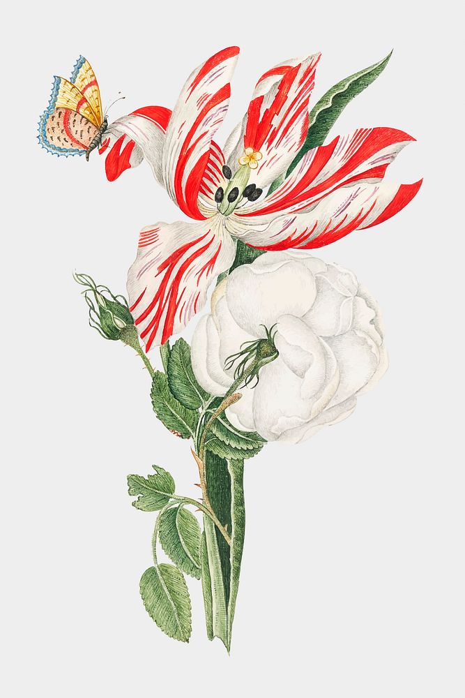 Vintage flowers vector illustration, remixed from the 18th-century artworks from the Smithsonian archive.