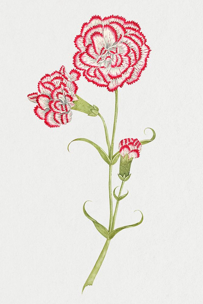 Vintage carnations psd illustration, remixed from the 18th-century artworks from the Smithsonian archive.