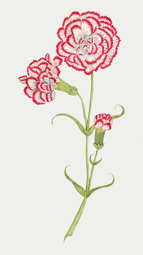Vintage carnations vector illustration, remixed from the 18th-century artworks from the Smithsonian archive.