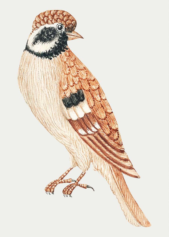 Brown bird vector, remixed from the 18th-century artworks from the Smithsonian archive.