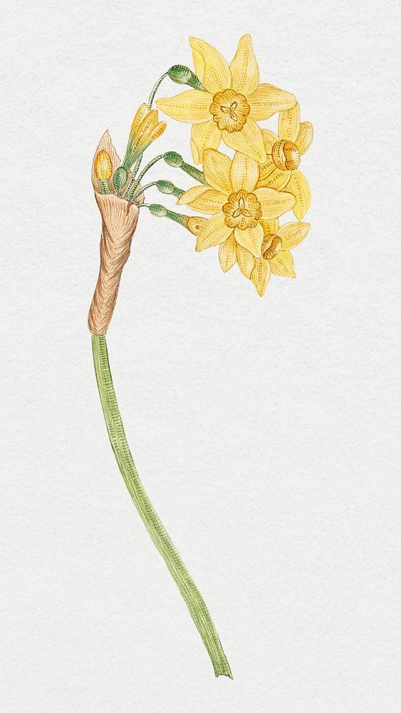 Vintage daffodils psd illustration, remixed from the 18th-century artworks from the Smithsonian archive.