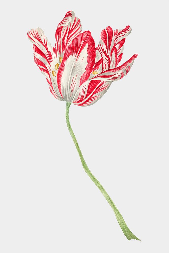 Vintage tulip vector illustration, remixed from the 18th-century artworks from the Smithsonian archive.