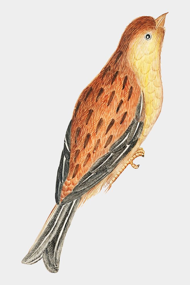 Brown and yellow bird vector, remixed from the 18th-century artworks from the Smithsonian archive.