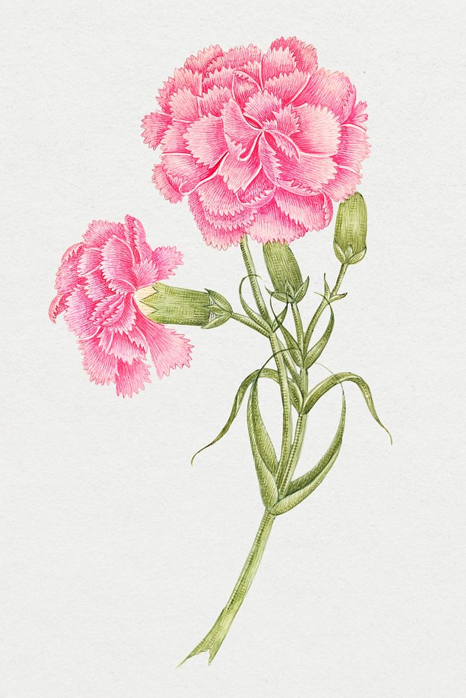 Vintage pink carnations psd illustration, remixed from the 18th-century artworks from the Smithsonian archive.