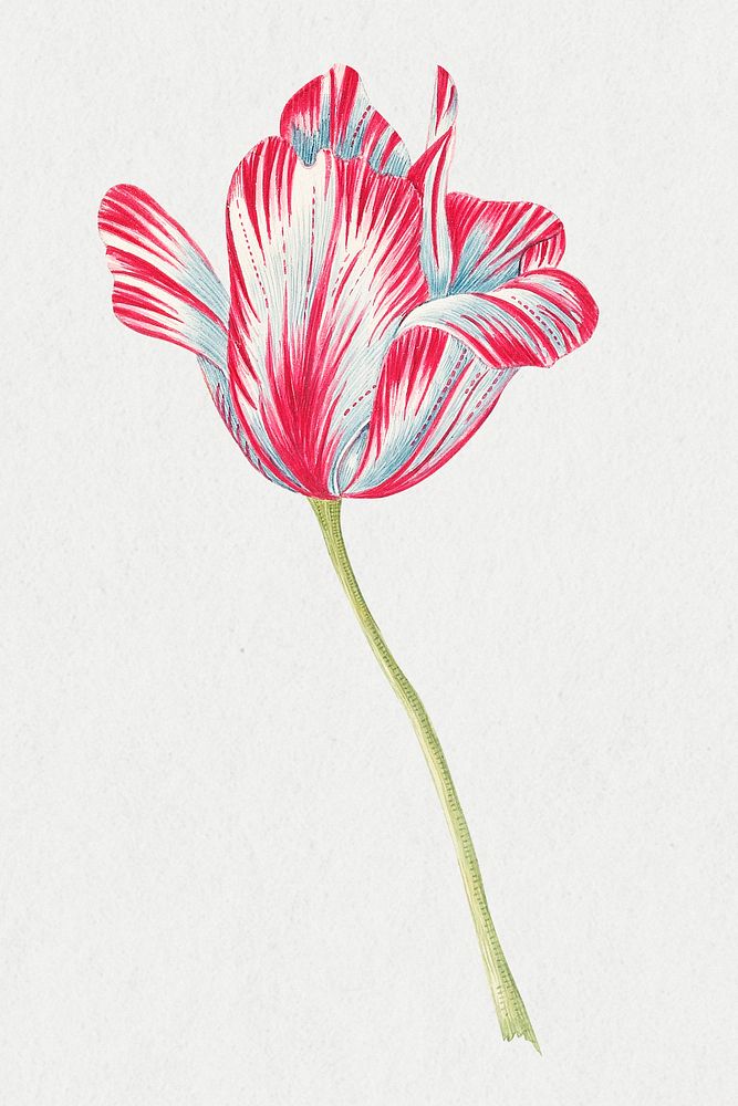 Vintage tulip psd illustration, remixed from the 18th-century artworks from the Smithsonian archive.