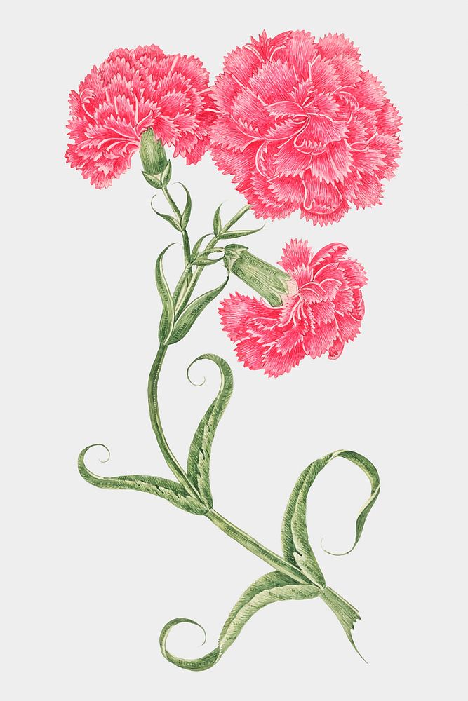 Vintage pink carnations vectoillustration, remixed from the 18th-century artworks from the Smithsonian archive.
