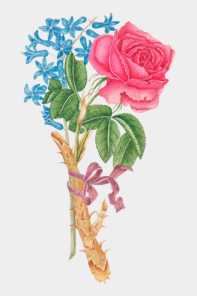 Vintage rose and forget me nots png illustration, remixed from the 18th-century artworks from the Smithsonian archive.