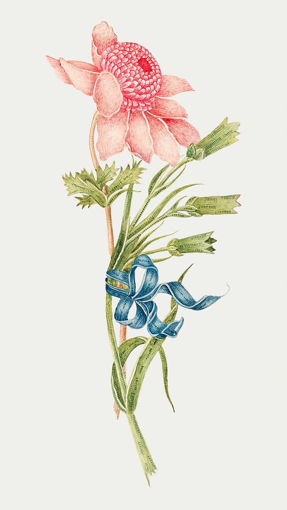 Vintage pink flower vector illustration, remixed from the 18th-century artworks from the Smithsonian archive.