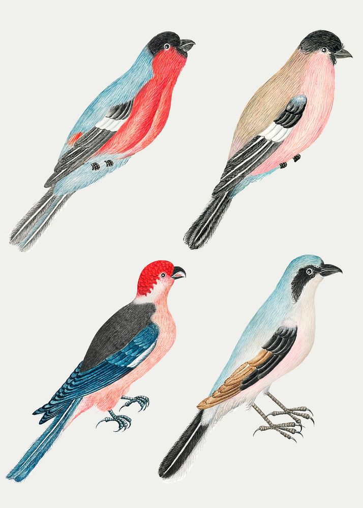 Vintage watercolor bird illustration vector set, remixed from the 18th-century artworks from the Smithsonian archive.