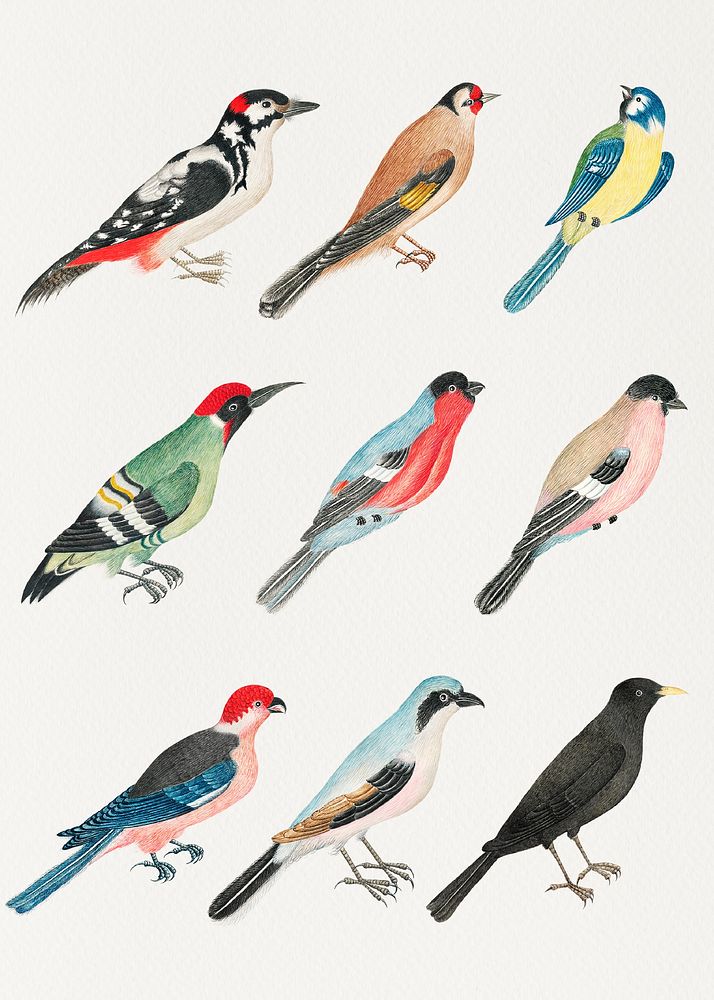 Vintage psd bird watercolor set, remixed from the 18th-century artworks from the Smithsonian archive.