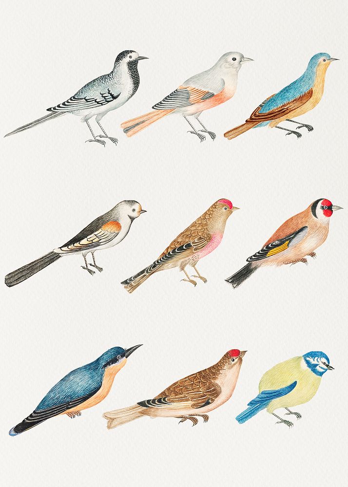 Vintage psd bird watercolor set, remixed from the 18th-century artworks from the Smithsonian archive.