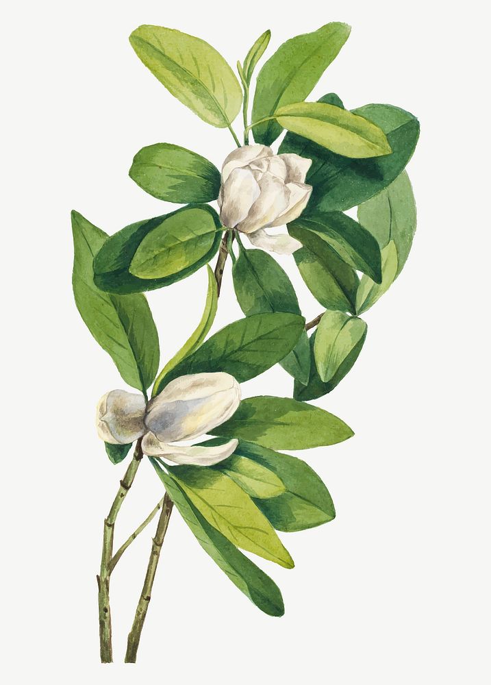 Vintage swamp magnolia flower vector illustration, remixed from the artworks by Mary Vaux Walcott