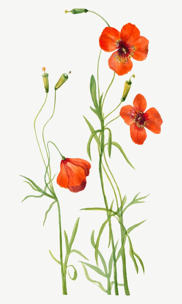 Wind poppy flower vector botanical illustration, remixed from the artworks by Mary Vaux Walcott