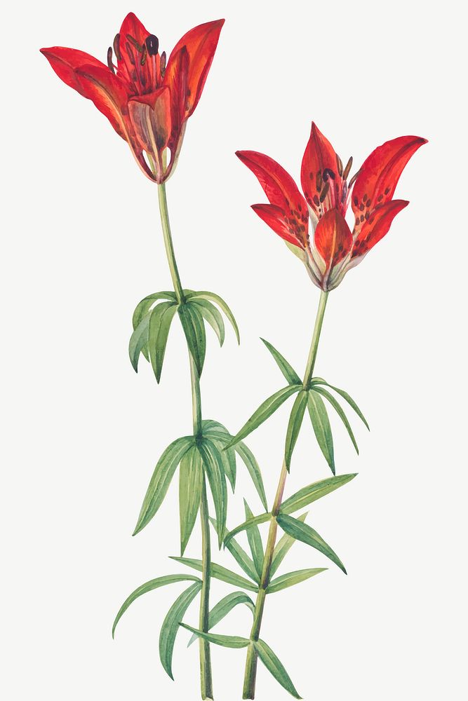 Vintage wood lily blooming illustration vector sticker, remixed from the artworks by Mary Vaux Walcott