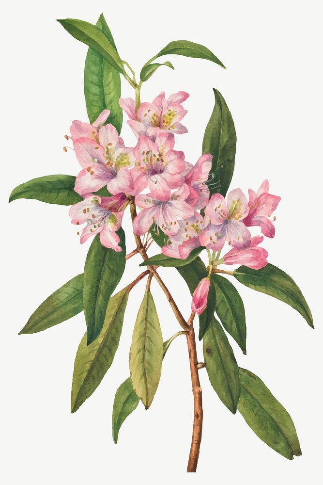 Rose-Bay Rhododendron vector summer flower botanical vintage illustration, remixed from the artworks by Mary Vaux Walcott