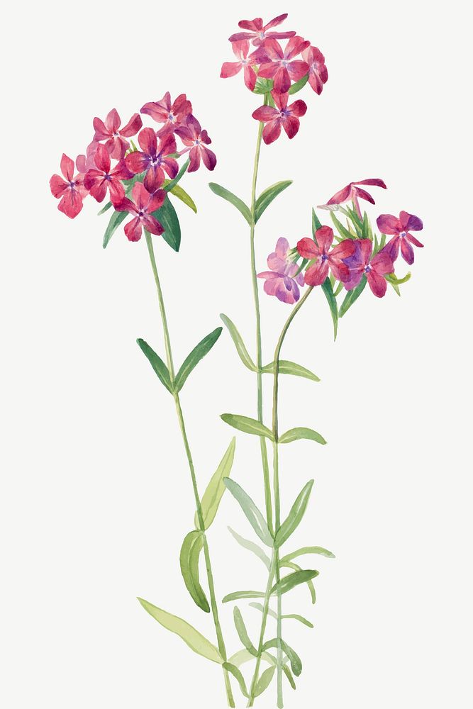 Hairy phlox flower vector botanical illustration, remixed from the artworks by Mary Vaux Walcott