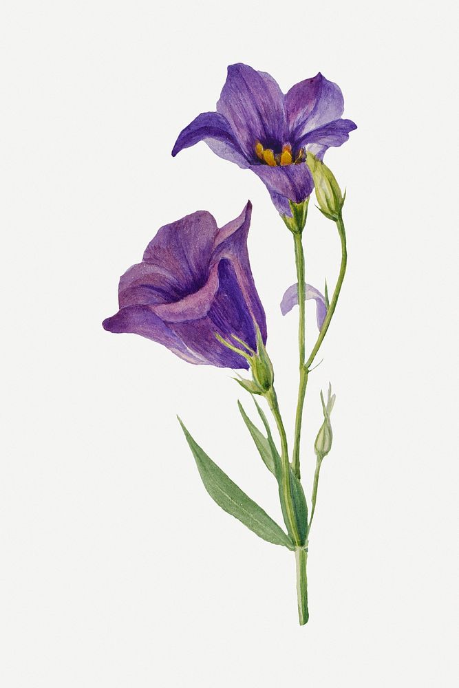 Blooming Texas bluebell hand drawn floral illustration, remixed from the artworks by Mary Vaux Walcott