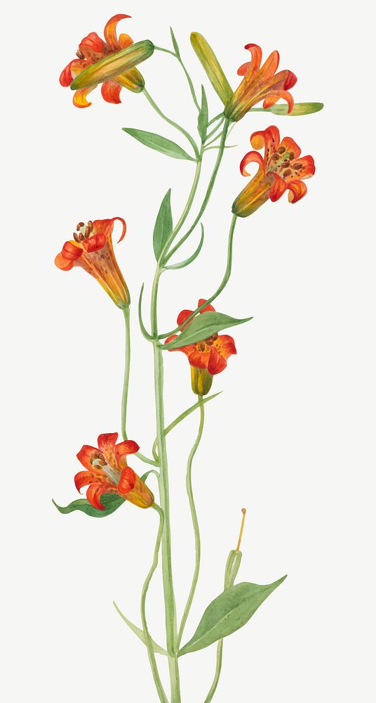 Vector red lily blossom illustration hand drawn, remixed from the artworks by Mary Vaux Walcott