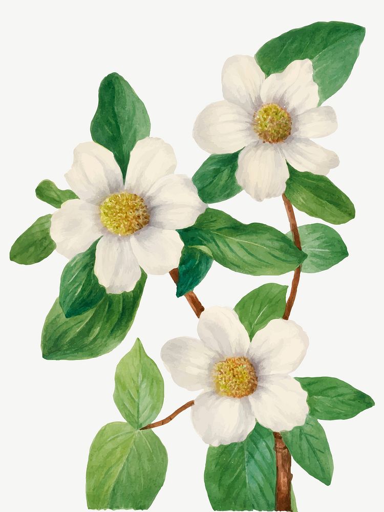 Vintage hand drawn Pacific Dogwood vector, remixed from the artworks by Mary Vaux Walcott