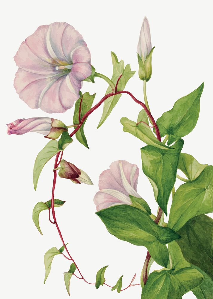 Hedge bindweed flower vector botanical illustration, remixed from the artworks by Mary Vaux Walcott