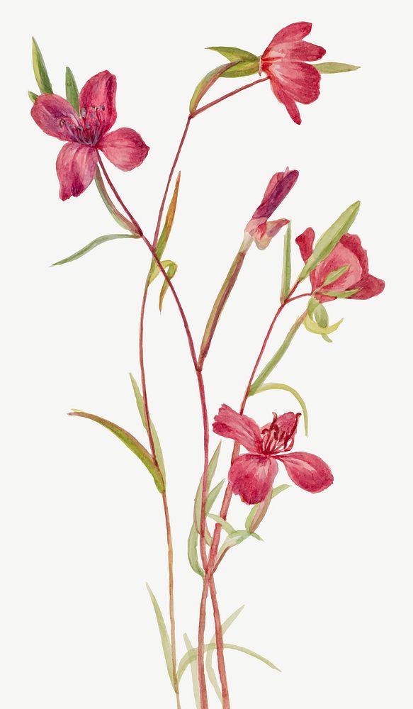 Lilja vector spring flower botanical vintage illustration, remixed from the artworks by Mary Vaux Walcott