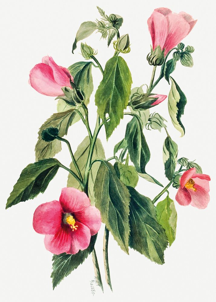 Rose gentians psd spring flower botanical vintage illustration