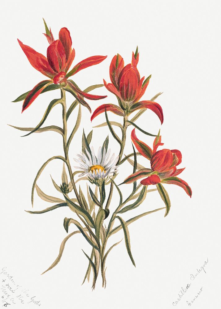 Indian Paintbrush flower psd botanical illustration