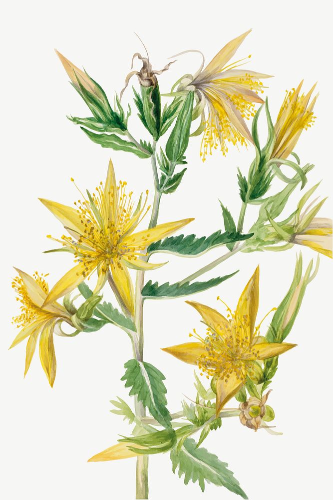 Blazing Star flower vector vintage illustration, remixed from the artworks by Mary Vaux Walcott