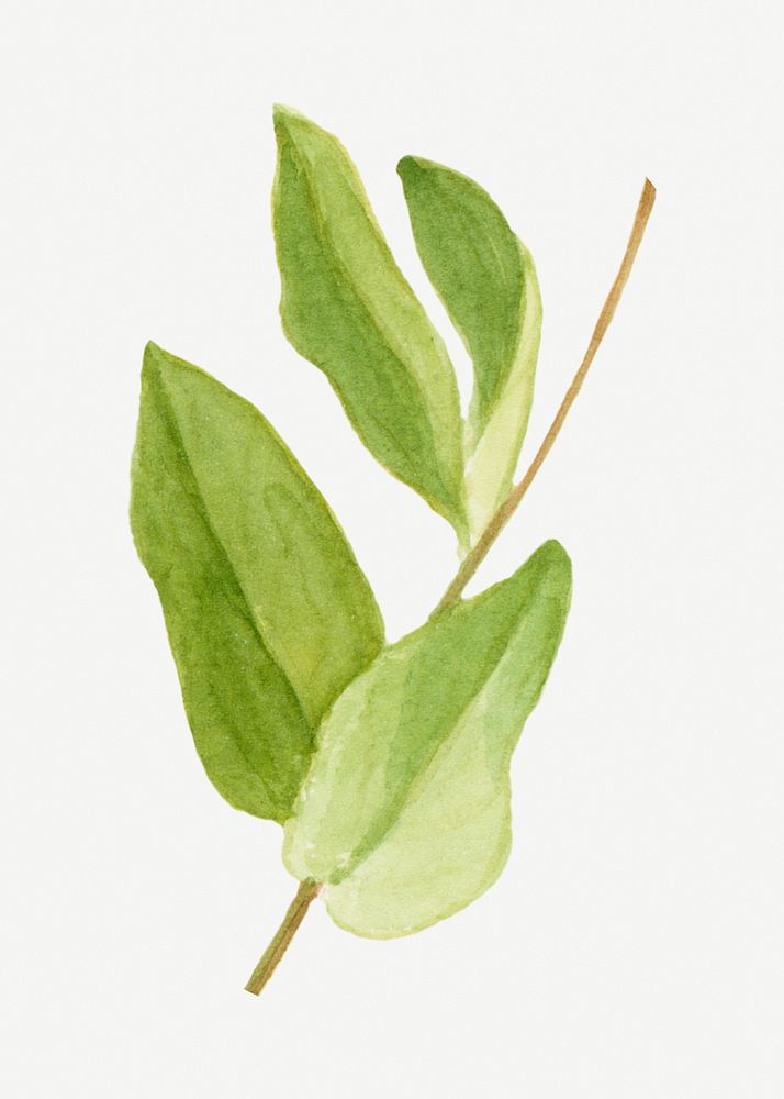 New Mexican Locust's leaves botanical illustration, remixed from the artworks by Mary Vaux Walcott