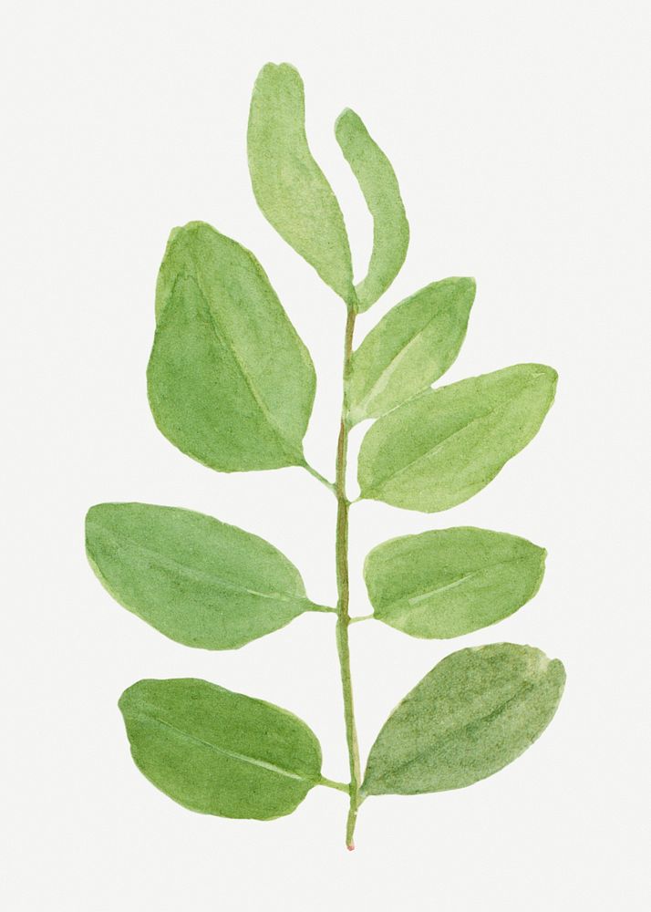 Green leaves psd botanical vintage illustration